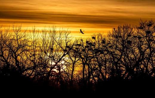 Blue heron and nest St. Vrain State Park Colorado