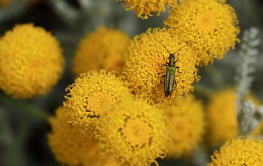 Chamaecyparissus holy flower green glow beetle