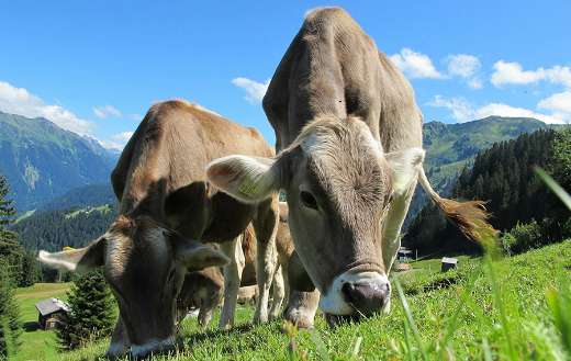 Austria cows pasture puzzle