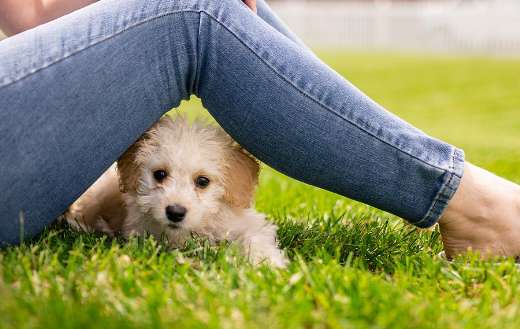 Cute small adorable puppy dog puzzle