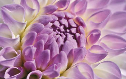 Dahlia bud flower
