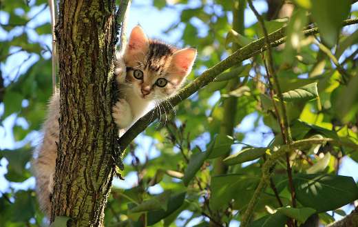 Domestic kitten in the tree