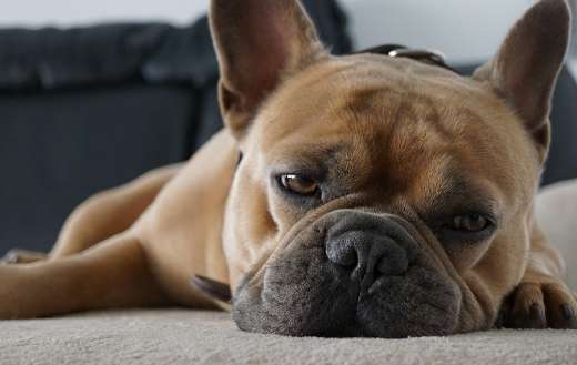 French bulldog tired on the couch