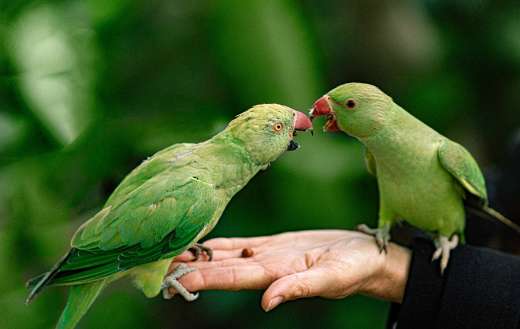 Green parrots pet