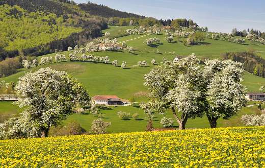 Hey day spring blossom online