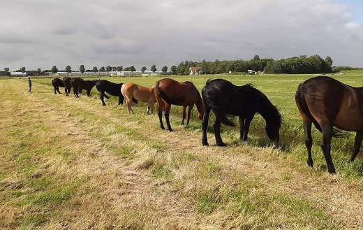 Horses also keeps 1.5 meters distance online