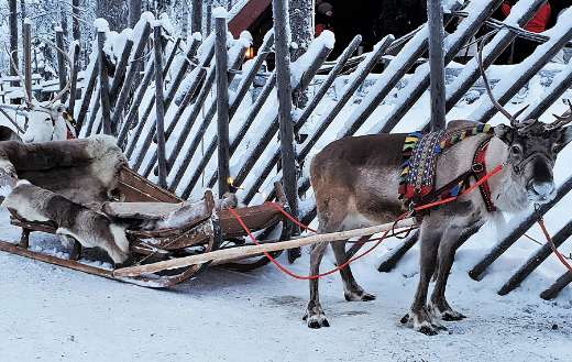 Lapland reindeer snow icy online