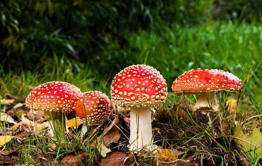 Matryoshka red fly agaric forest mushroom puzzle