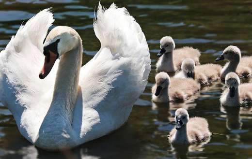Mother swan with little ones online