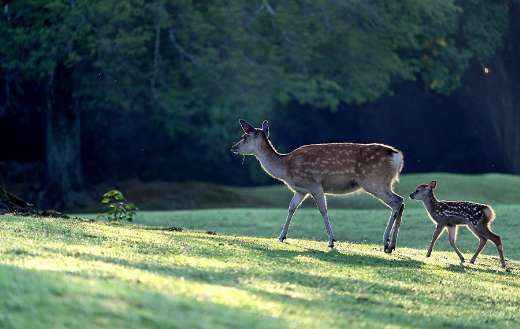 Parent child deer cute kujika