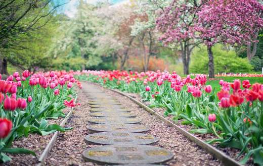 Pink tulips pathway spring time