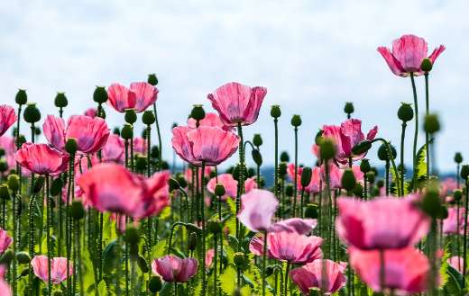 Poppy pink field flowers puzzle