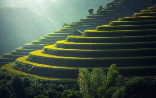 Rice plantation agriculture Thailand online