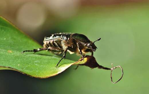 Rose beetle iridescent green shiny