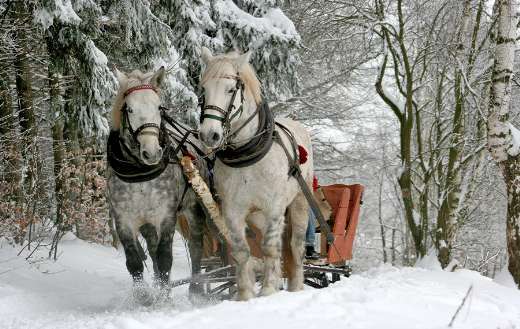 Sleigh ride horse winter forest