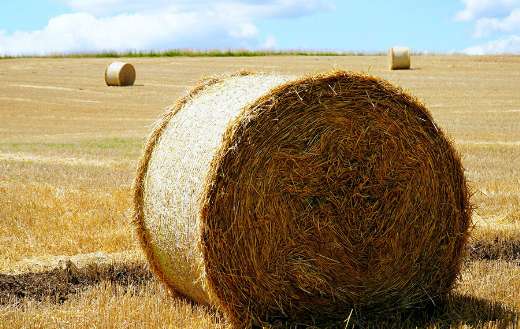 Straw hay harvest agriculture field online