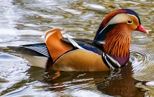 The mandarin bird duck