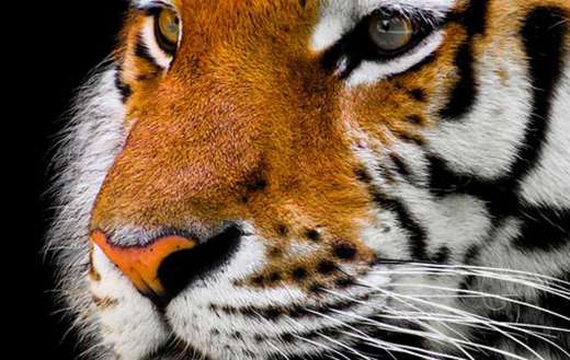 Tiger face animal puzzle