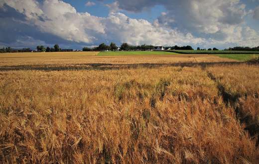 Wheat corn summer grow