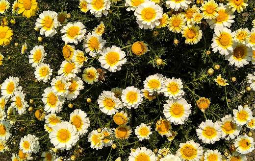 Yellow and white flowers on green grass online