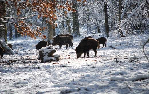 Boars on snow near trees