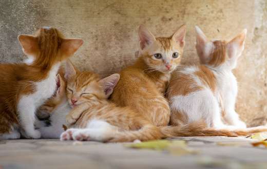 Brown kitty cats pets online