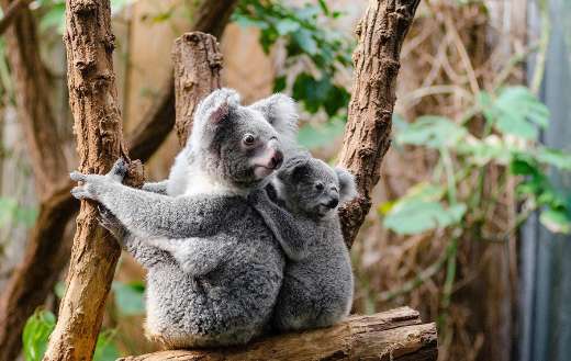 Cute koala sitting tree online