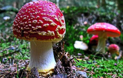Fly agaric online