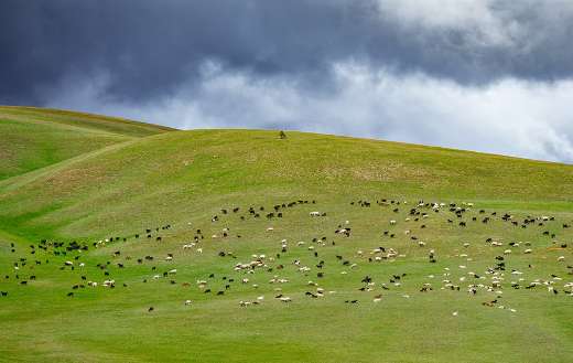Grazing goat sheep hilly landscape online