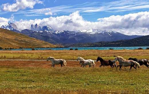 Herd of horse green grass field online
