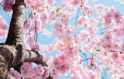 Low angle photo cherry blossoms Stockholm Sweden puzzle