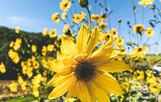 Nice blooming sunflower online