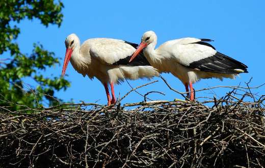 Pair stork nest spring time