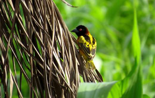 Small red eye yellow black and brown bird Ghana