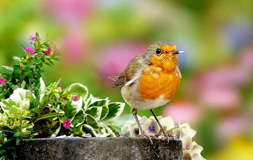 Songbird robin erithacus rubecula