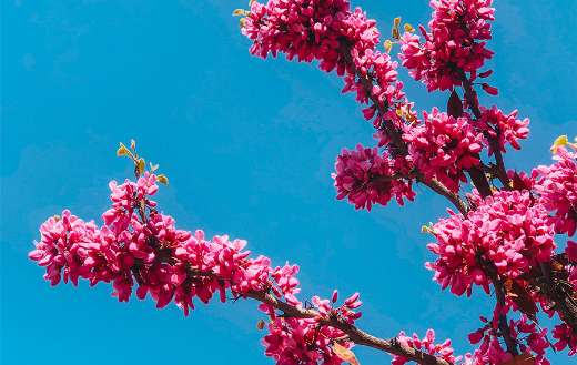 Spring flower online