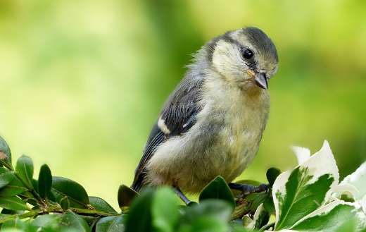 Young tit blue animal bird puzzle