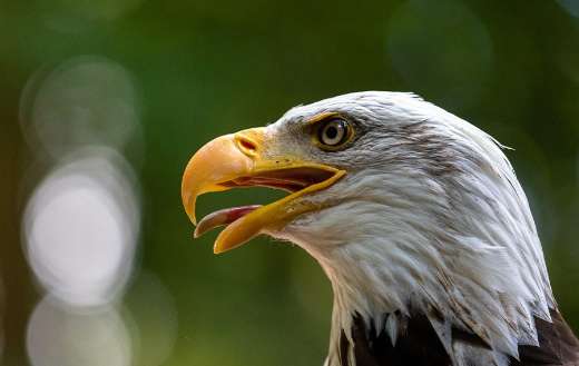 Adler bird bald eagle