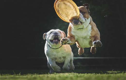 Adorable bulldog jump online