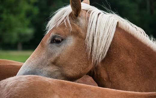 Brown horse head animal puzzle