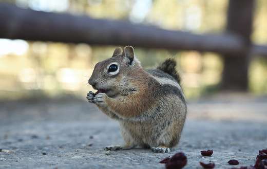 Brown squirrel bryce canyon USA puzzle