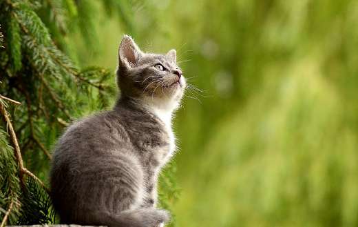 Curious kitty cat puzzle