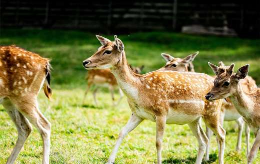 Doe herd nature animals puzzle