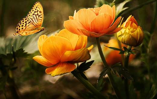 Flowers and butterfly puzzle