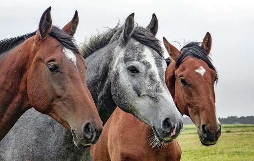 Horses head animals puzzle