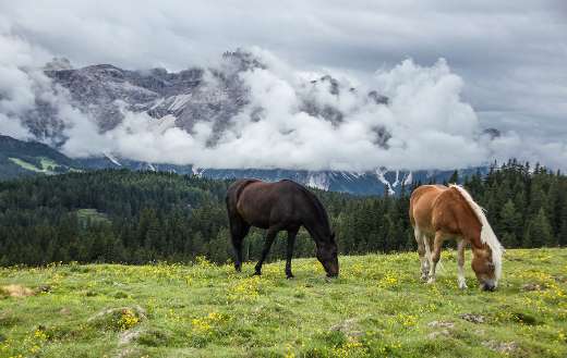 Horses mountain nature landscape