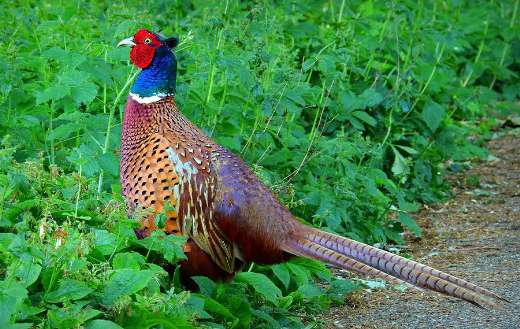 Male pheasant bird animal puzzle