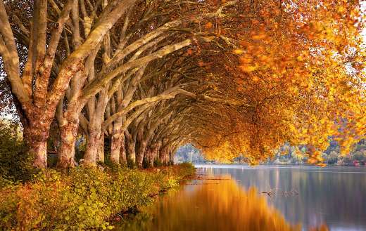 Plane trees autumn nature online