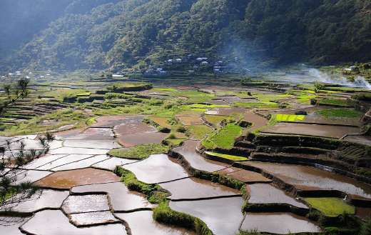 Rice field rice terraces landscape farm online