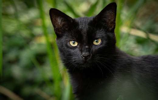 Black pet domestic cat